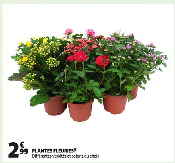 plantes fleuries
