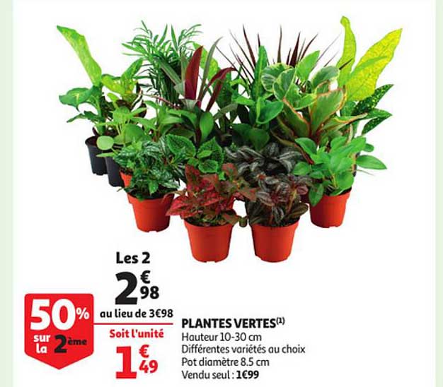 Plantes Vertes