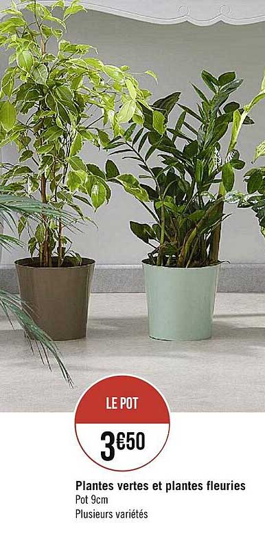 plantes vertes et plantes fleuries