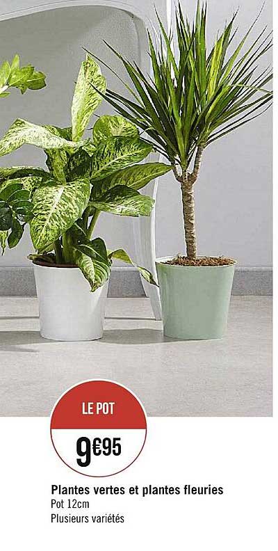 Plantes Vertes Et Plantes Fleuries