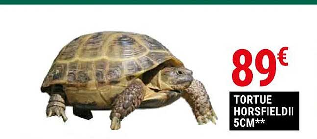 Tortue HorsfieldII 5 Cm
