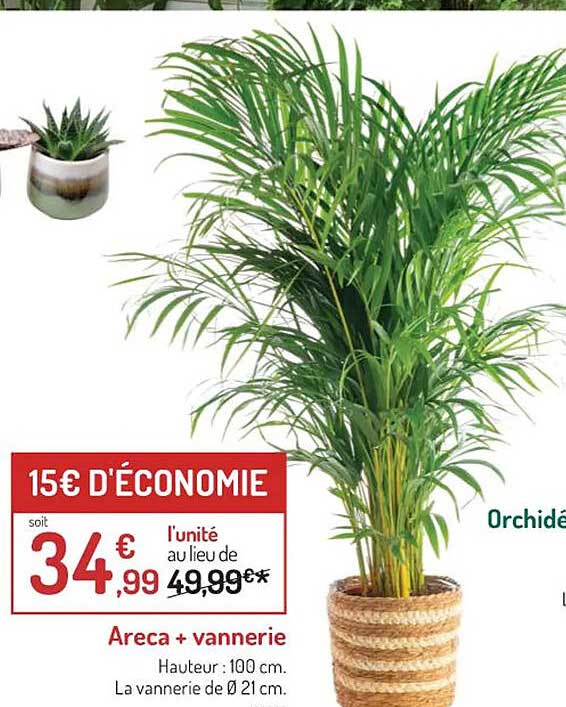 Areca + Vannerie