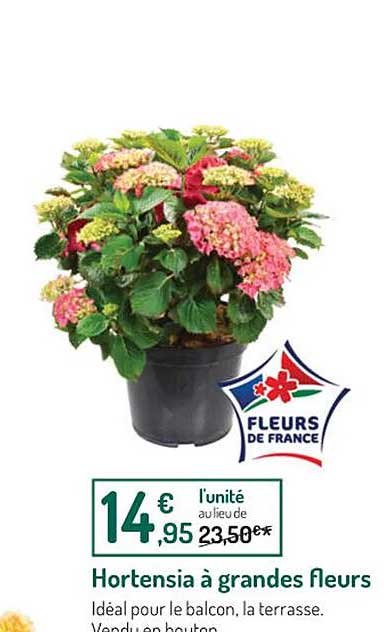 hortensia à grandes fleurs