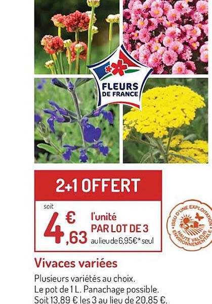 vivaces variées