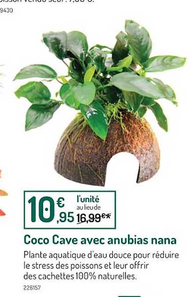 Coco Cave Avec Anubias Nana