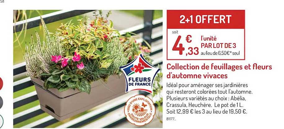 collection de feuillages et fleurs d'automne vivaces