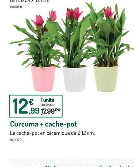 curcuma + cache-pot