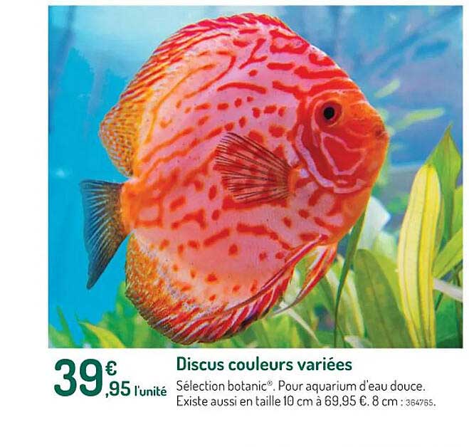 discus couleurs variées
