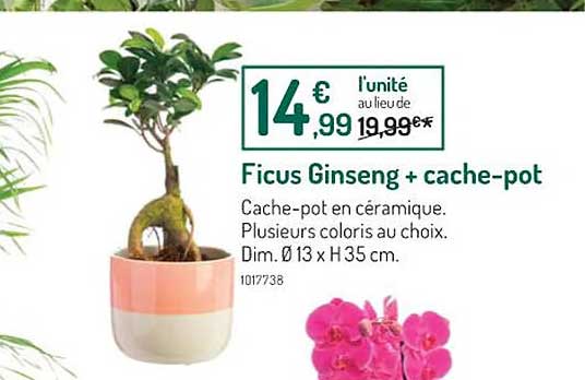 ficus ginseng + cache-pot