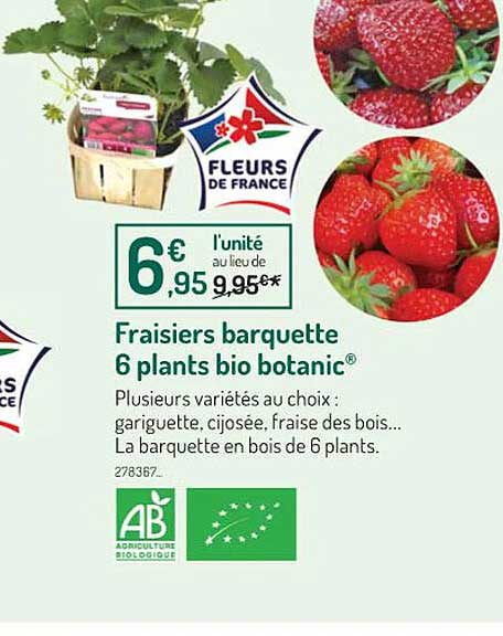 fraisiers barquette 6 plants bio botanic