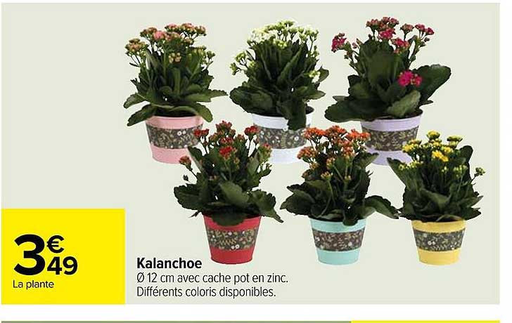 Kalanchoe
