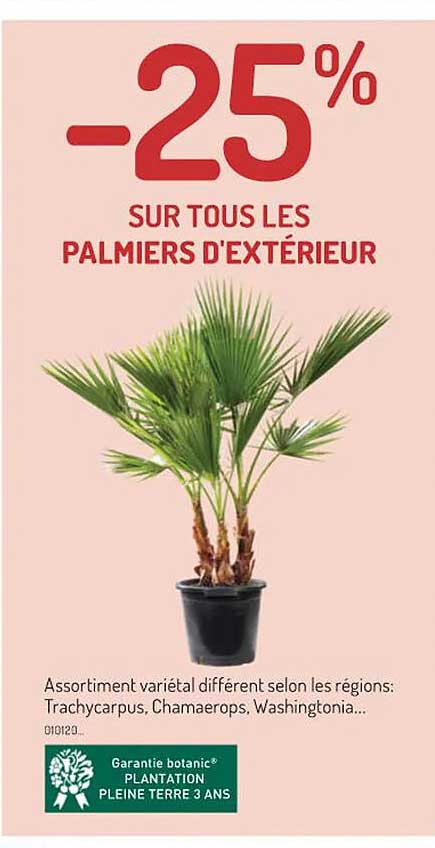 les palmiers d'extérieur
