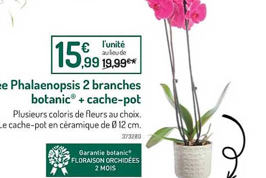 orchidée phalaenopsis 2 branches botanic + cache-pot