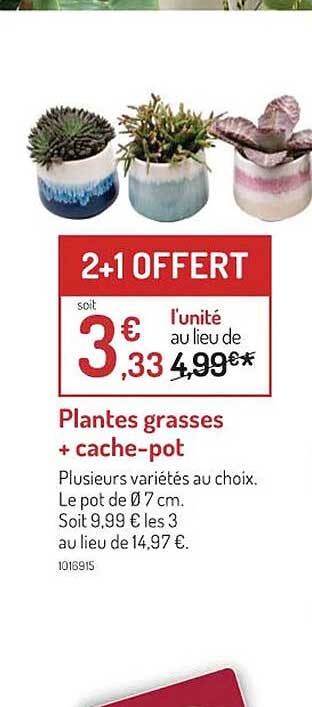 plantes grasses + cache-pot