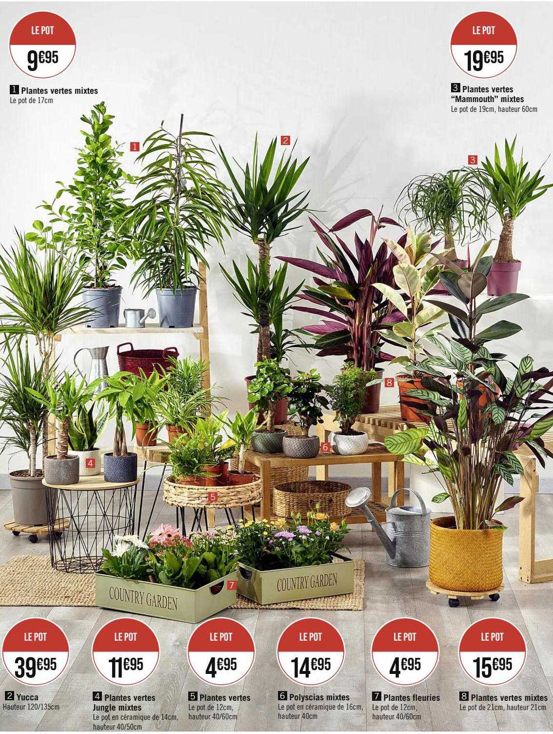 plantes vertes mixtes, plantes vertes "mammouth" mixtes, yucca, plantes vertes jungle mixtes, plantes vertes, polyscias mixtes, plantes fleuries, plantes vertes mixtes