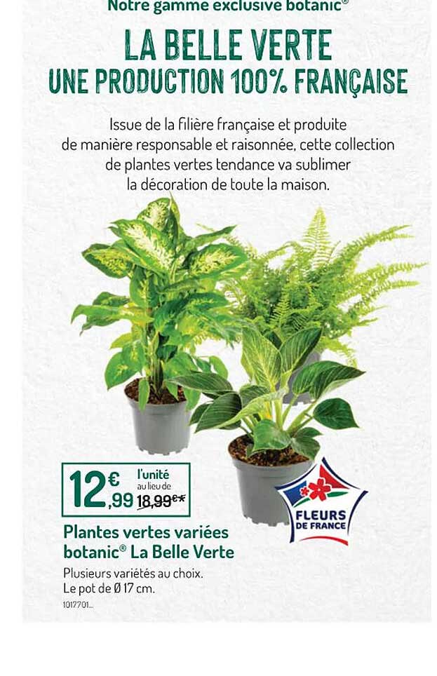 plantes vertes variées botanic la belle verte