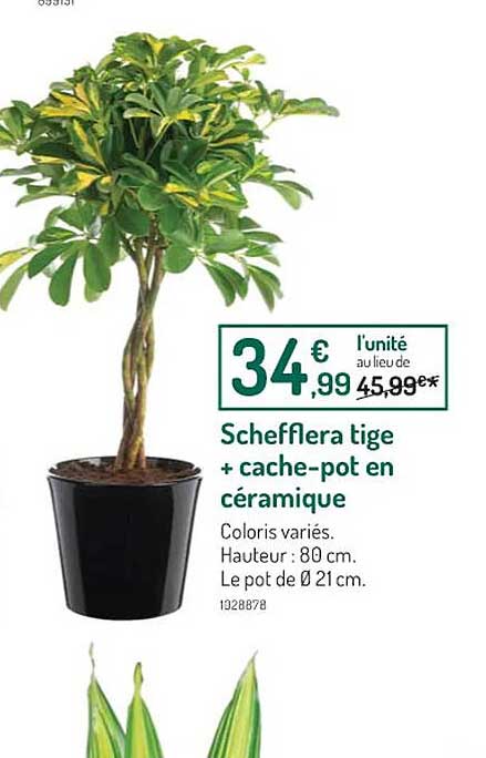 schefflera tige + cache-pot en céramique