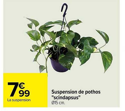 suspension de pothos "scindapsus"