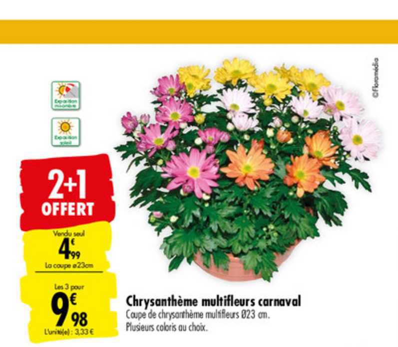 Chrysanthème Multifleurs Carnaval 2+1 Offert