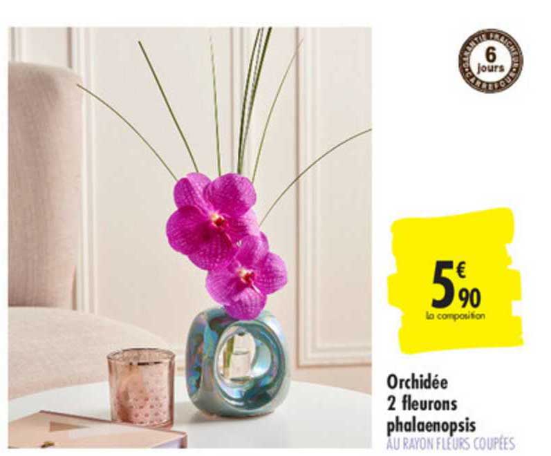 orchidée 2 fleurons phalaenopsis