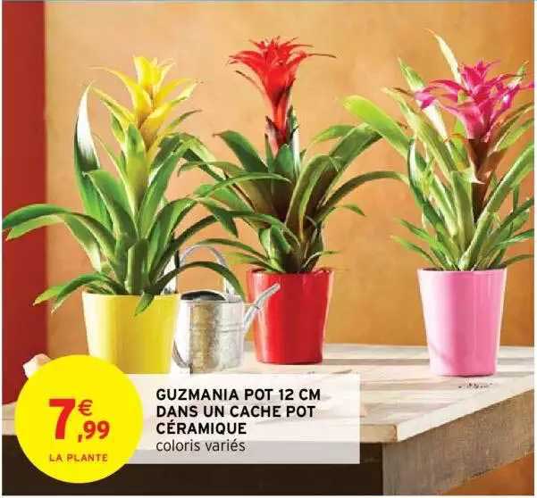 guzmania pot 12 cm dans un cache pot céramique