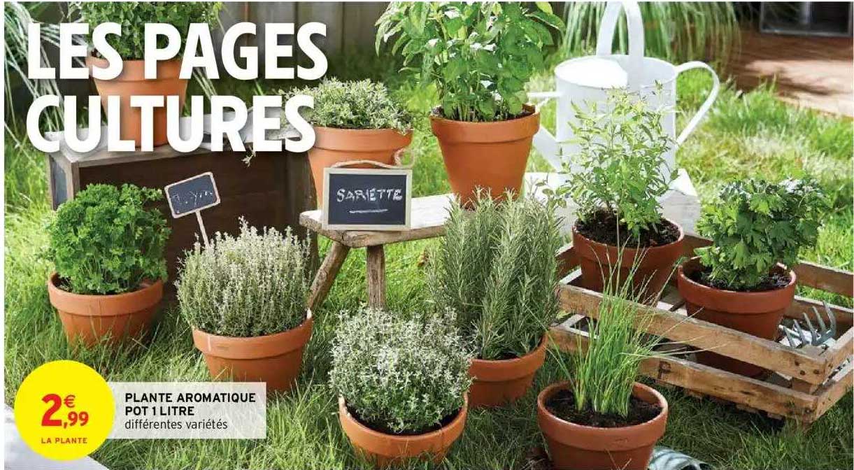 plante aromatique pot 1 litre