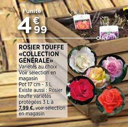 rosier touffe «collection générale»
