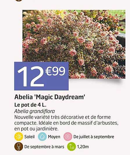 abelia 'magic daydream'