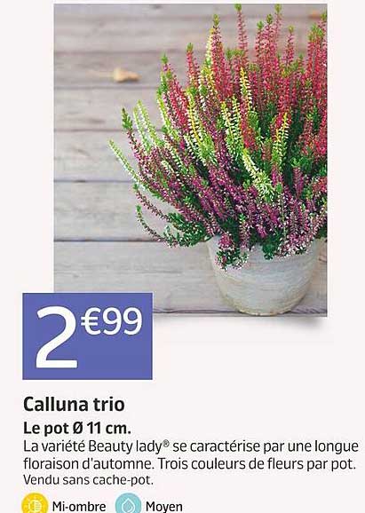 Calluna Trio