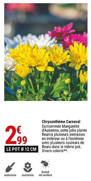 Chrysanthème Carnaval