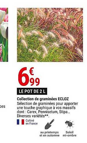 Collection De Graminées Ecloz