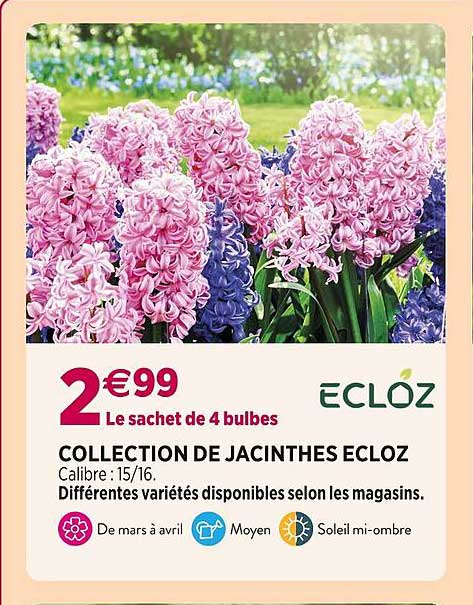 Collection De Jacinthes Ecloz