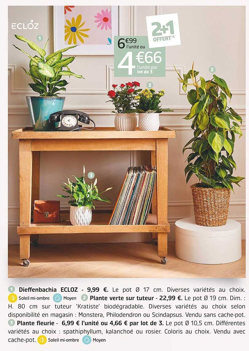 Dieffenbachia Ecloz, Plante Verte Sur Tuteur, Plante Fleurie