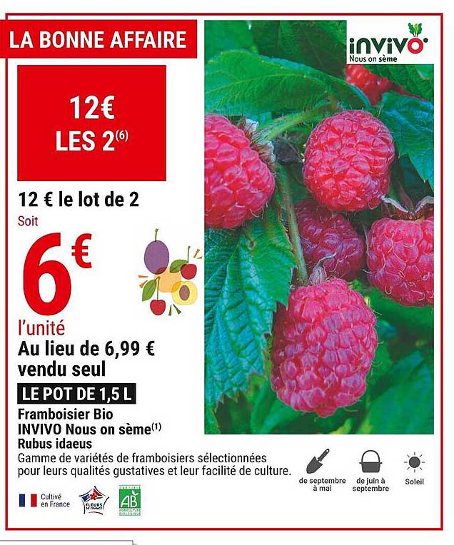 framboisier bio invivo nous on sème rubus idaeus