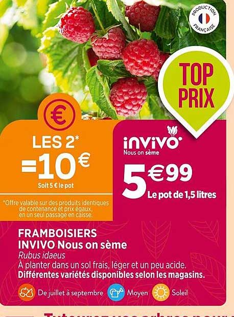 framboisiers invivo nous en sème
