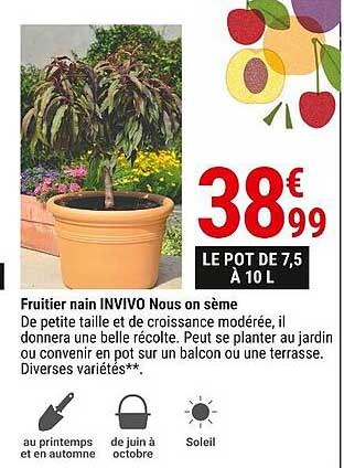 fruitier nain invivo nous on sème