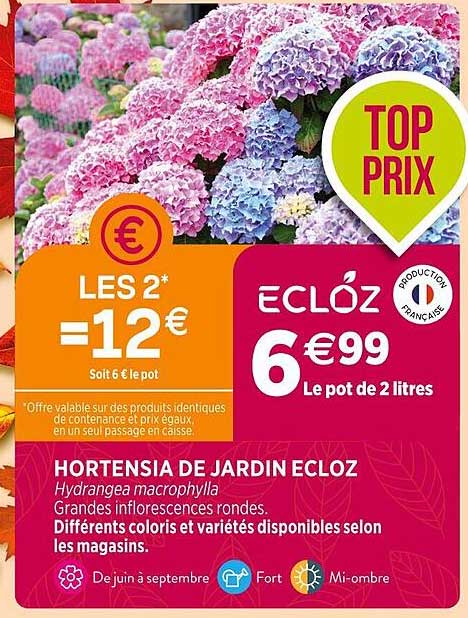 Hortensia De Jardin Ecloz