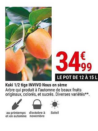 kaki 1/2 tige invivo nous on sème