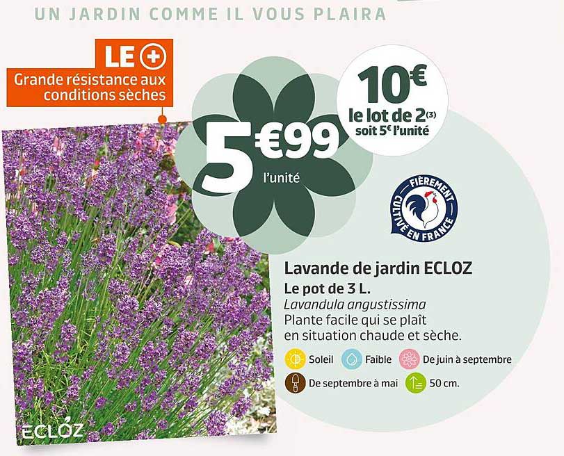 Lavande De Jardin Ecloz