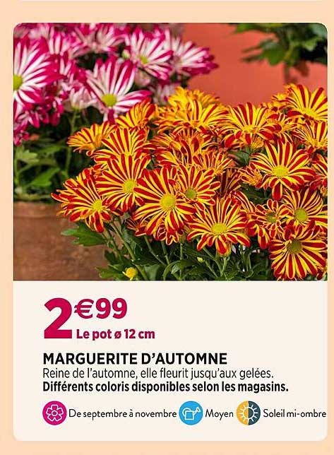 marguerite d'automne