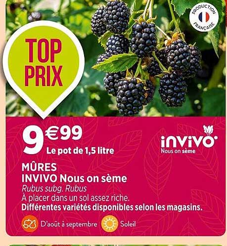 mûres invivo nous on sème