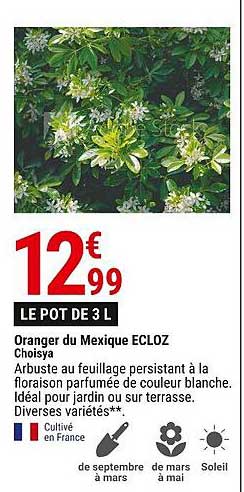 oranger du mexique ecloz choisya