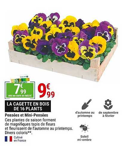 Pensées Et Mini-pensées