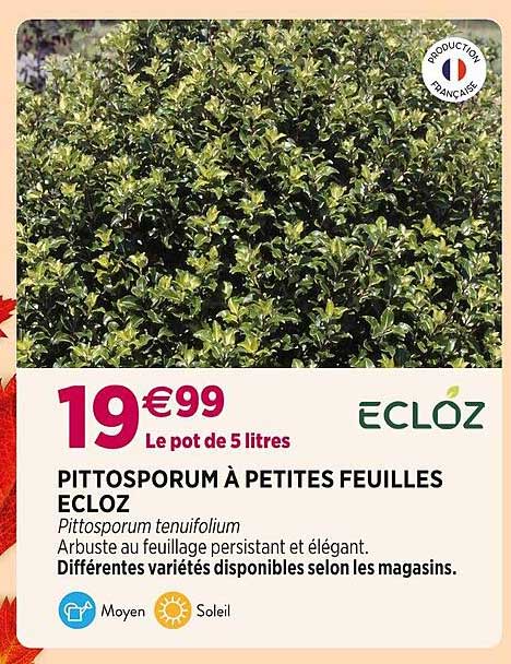 pittosporum à petites feuilles ecloz