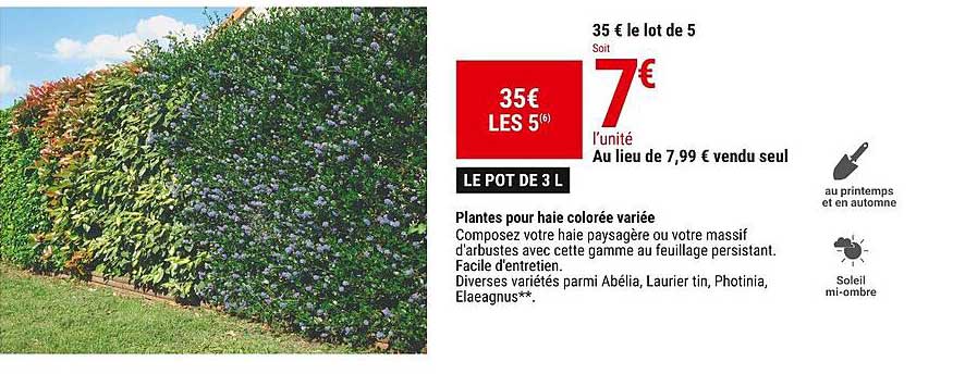 plantes pour haie colorée variée