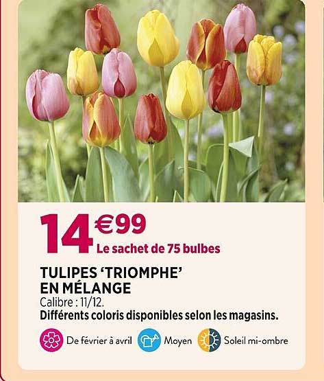 Tulipes 'triomphe' En Mélange
