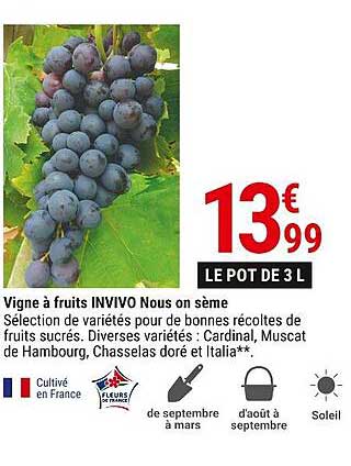 Vigne à Fruits Invivo Nous On Sème