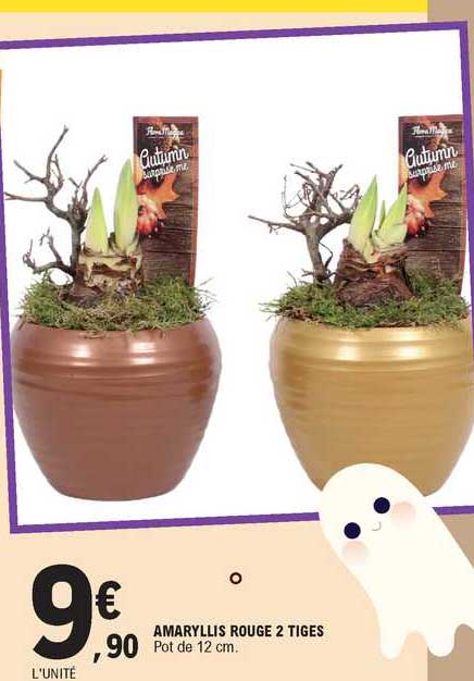 amaryllis rouge 2 tiges