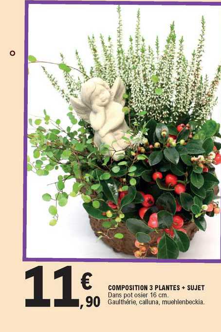 Composition 3 Plantes + Sujet