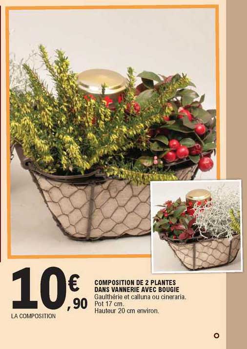 composition de 2 plantes dans vannerie avec bougie